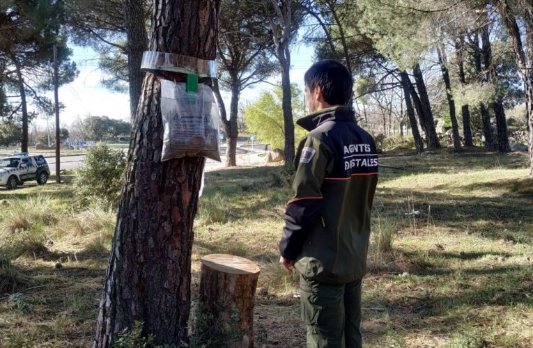 La Comunidad de Madrid controla la oruga procesionaria en más de 65.000 hectáreas de pinares