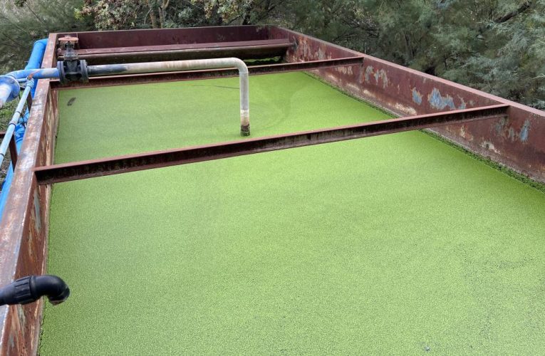 La Comunidad de Madrid investiga cómo eliminar residuos farmacéuticos en el agua con plantas y microorganismos
