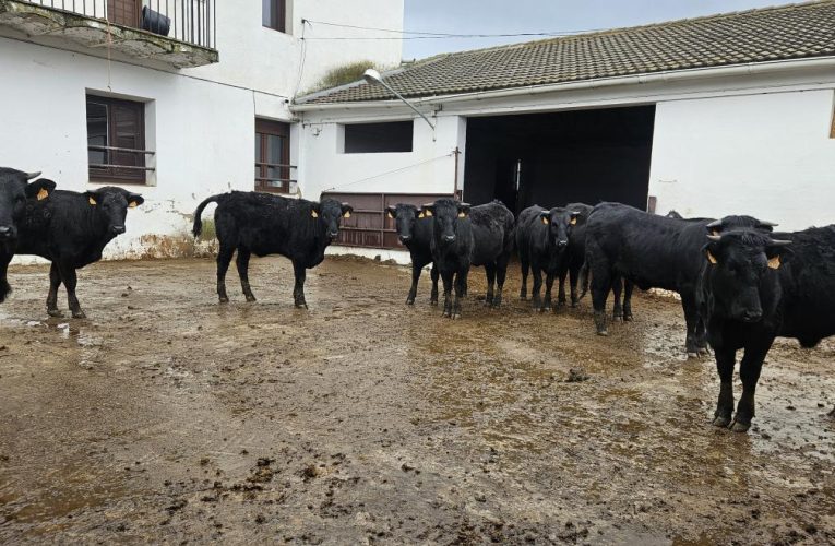 La Comunidad de Madrid entrega diez reses de vaca Avileña-negra ibérica para la mejora de la cabaña ganadera