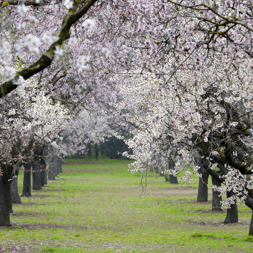 Parque Quinta de los Molinos