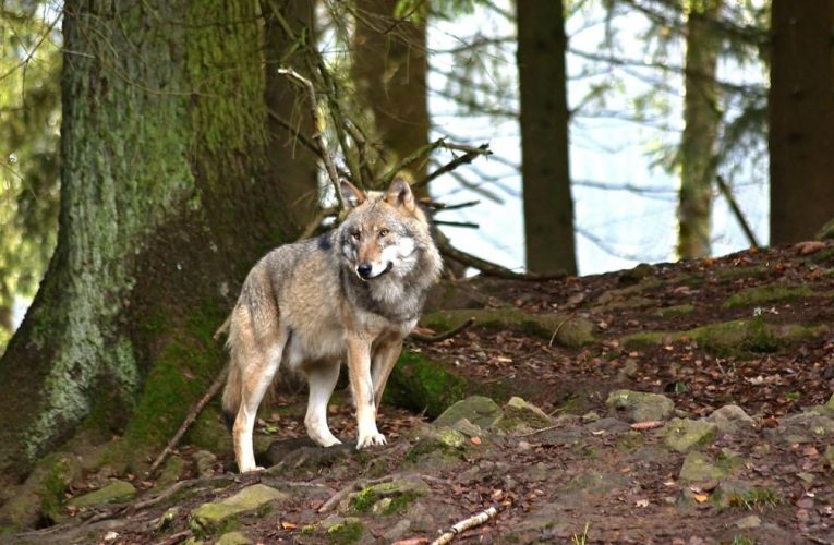 La Comunidad de Madrid abre una nueva convocatoria de ayudas a ganaderos para prevenir los ataques de lobos ibéricos