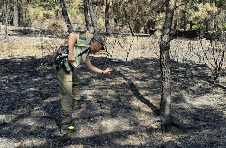 La Comunidad de Madrid se persona como acusación particular contra el presunto autor de un incendio forestal que arrasó 200 hectáreas el verano pasado