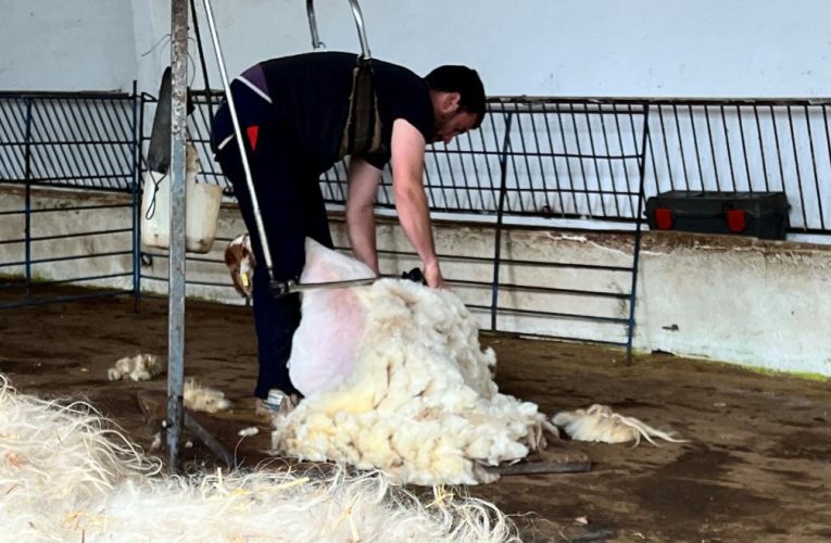 La Comunidad de Madrid preserva la tradición ganadera con el esquileo de 400 ovejas de razas autóctonas