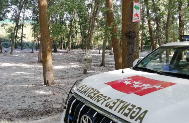 La Comunidad de Madrid inicia una campaña de vigilancia ante acumulaciones de pelusa de chopo para evitar incendios forestales