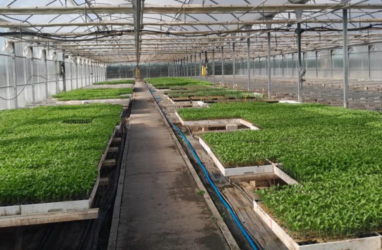 La Comunidad de Madrid reparte 48.000 plantones de variedades hortícolas tradicionales para mantener su producción