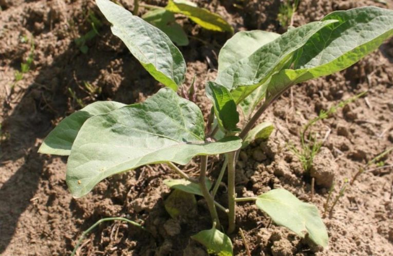 La Comunidad de Madrid convoca 35 cursos y jornadas gratuitas para la formación del sector agropecuario, agroalimentario y forestal
