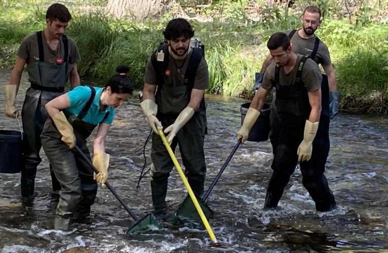 La Comunidad de Madrid rescata cerca de 400 barbos comunes aislados en el arroyo de Valdezate