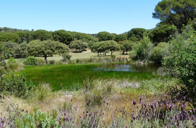 La Comunidad de Madrid aumenta un 56% las ayudas para objetivos ambientales y restaurar daños en montes de titularidad privada