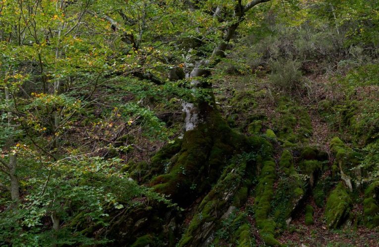 La Comunidad de Madrid organiza cerca de 200 actividades medioambientales gratuitas para mostrar la biodiversidad y promover su conservación