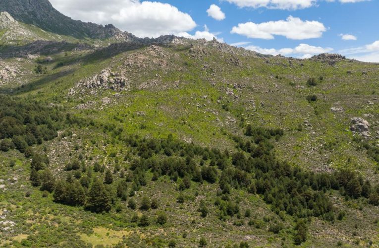 La Comunidad de Madrid invierte más de 1,3 millones para mejorar los pinares de ribera del Parque Nacional de la Sierra de Guadarrama