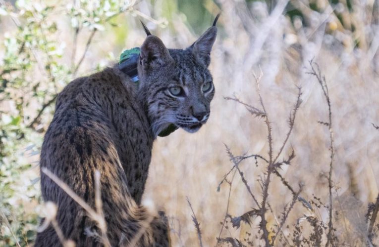 La Comunidad de Madrid confirma la presencia en la región de un ejemplar de lince ibérico procedente de Guadalajara