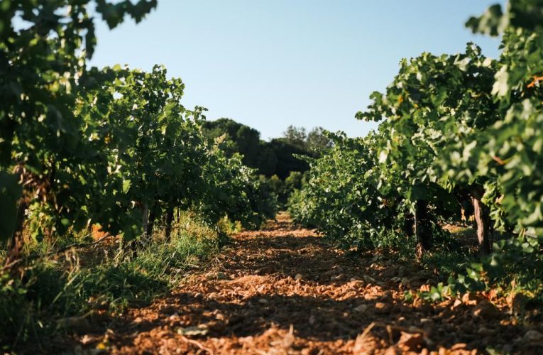 La Comunidad de Madrid ofrece a los agricultores madrileños 236 hectáreas de terreno rústico para su explotación agrícola