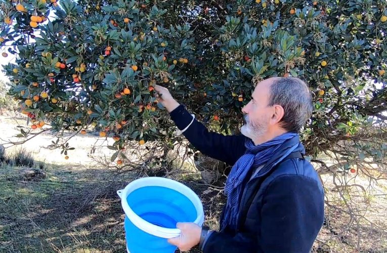 La Comunidad de Madrid inicia un proyecto para investigar nuevos usos culinarios del madroño y ayudar a su reforestación
