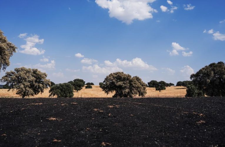 La Comunidad de Madrid restaurará 116 hectáreas de superficie afectada por el incendio del pasado verano en el Monte de Viñuelas (Tres Cantos)