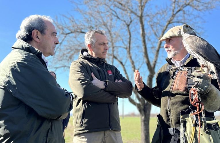 La Comunidad de Madrid reduce daños en cultivos agrícolas y accidentes de tráfico por atropellos gracias al control de 9.000 jabalíes