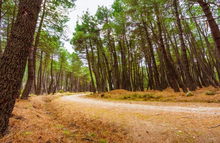 La Comunidad de Madrid solicitará la ampliación del Parque Nacional de la Sierra de Guadarrama para sumar 1.601 hectáreas a este entorno natural