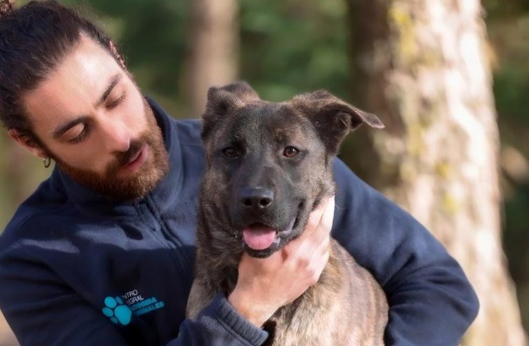 La Comunidad de Madrid amplía a 120 las plazas del Centro Integral de Acogida de Animales para atender a los perros abandonados, un 66% más