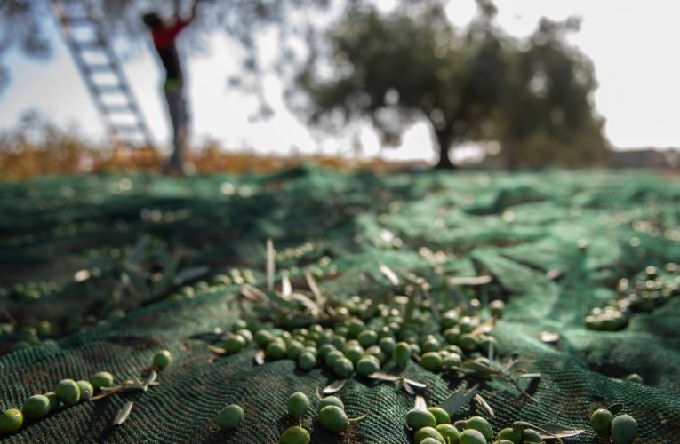 La Comunidad de Madrid aprueba un nuevo decreto para garantizar la trazabilidad de las aceitunas desde su recolección hasta su consumo