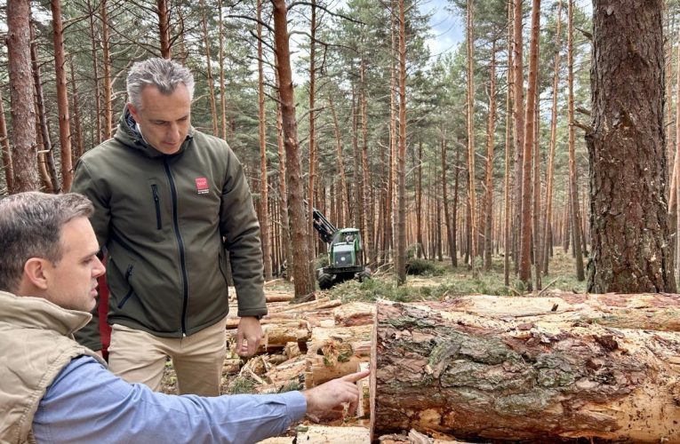 La Comunidad de Madrid inicia los trabajos de aprovechamiento maderero en cuatro montes para mejorar su conservación y prevenir incendios