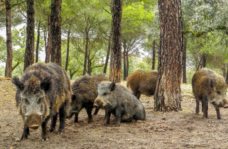 La Comunidad de Madrid amplía a trece el número de comarcas de emergencia cinegética temporal ante la alta densidad de jabalíes