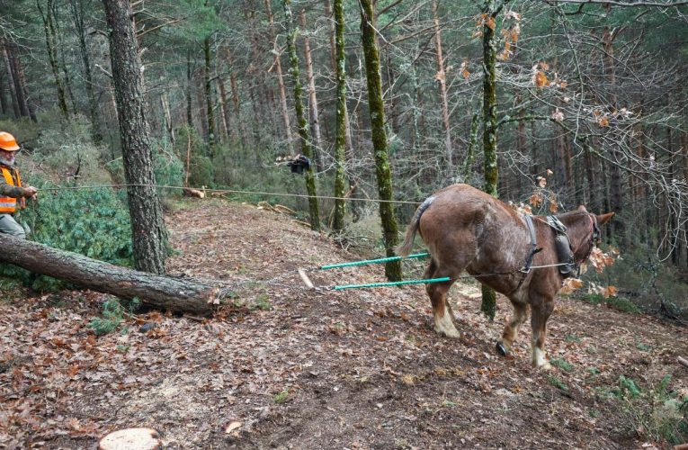 La Comunidad de Madrid formará gratuitamente a 1.500 profesionales del sector agropecuario en regeneración de suelos forestales